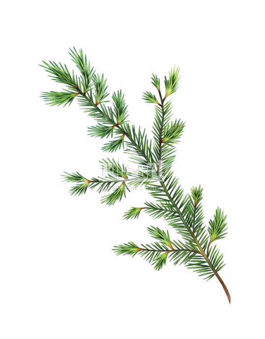 Sosna zwyczajna (Pinus sylvestris)