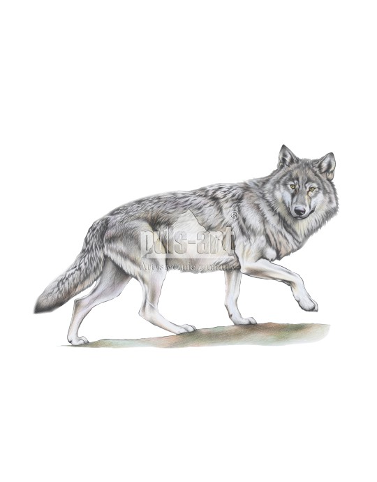 Wilk szary (Canis lupus) - basior