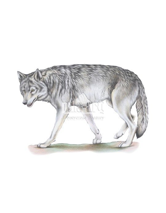Wilk szary (Canis lupus) - wadera